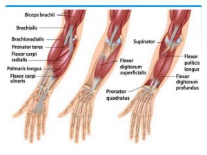 Anatomy of the forearm
