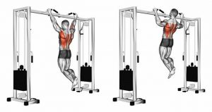 What muscles work with pull-ups
